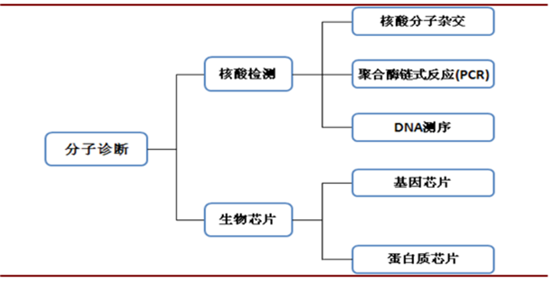 分子诊断：解读基因的秘密